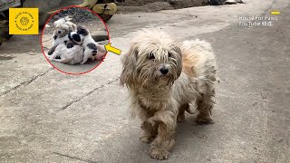 Adopted a stray dog, didn't expect it to give birth to 6 puppies shortly after by House For Paws 381,887 views 1 month ago 17 minutes