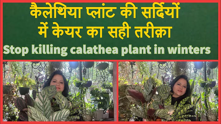 Calathea winter care      stop killing your calath...
