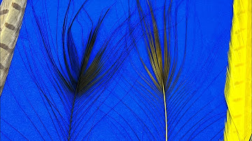 Bleaching Feathers with Scott Jackson 2024