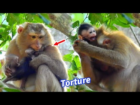 Bad monkey Bonita torture baby Jody seriously