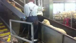 Stacking Conveyer System - Advanced Engineering Solutions