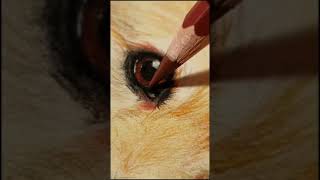 Realistic dog drawing