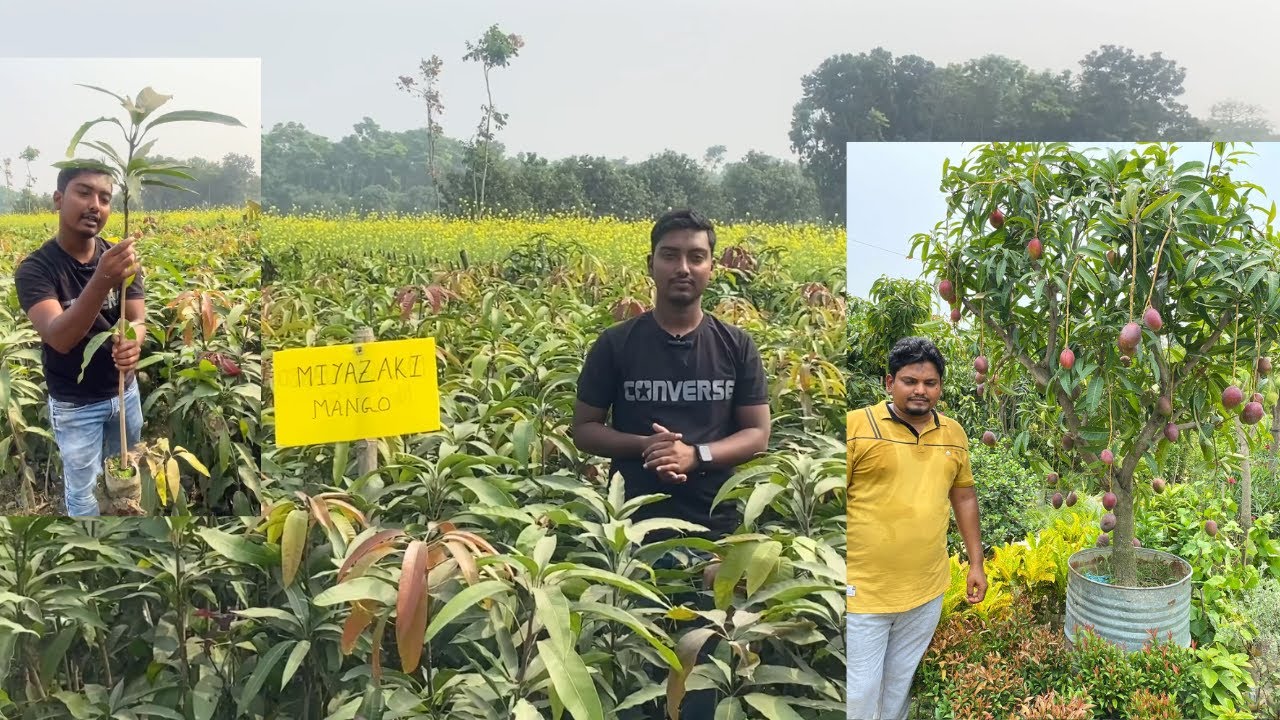 Miyazaki Mango Plant World's Most Expensive 100 Original MIYAZAKI