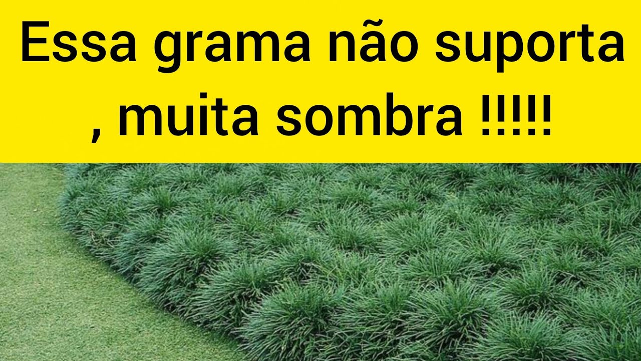 Grama preta, será que gosta de sombra?