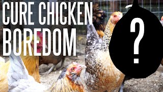 Give Your Bored Chickens Something To Do With This Simple Craft!
