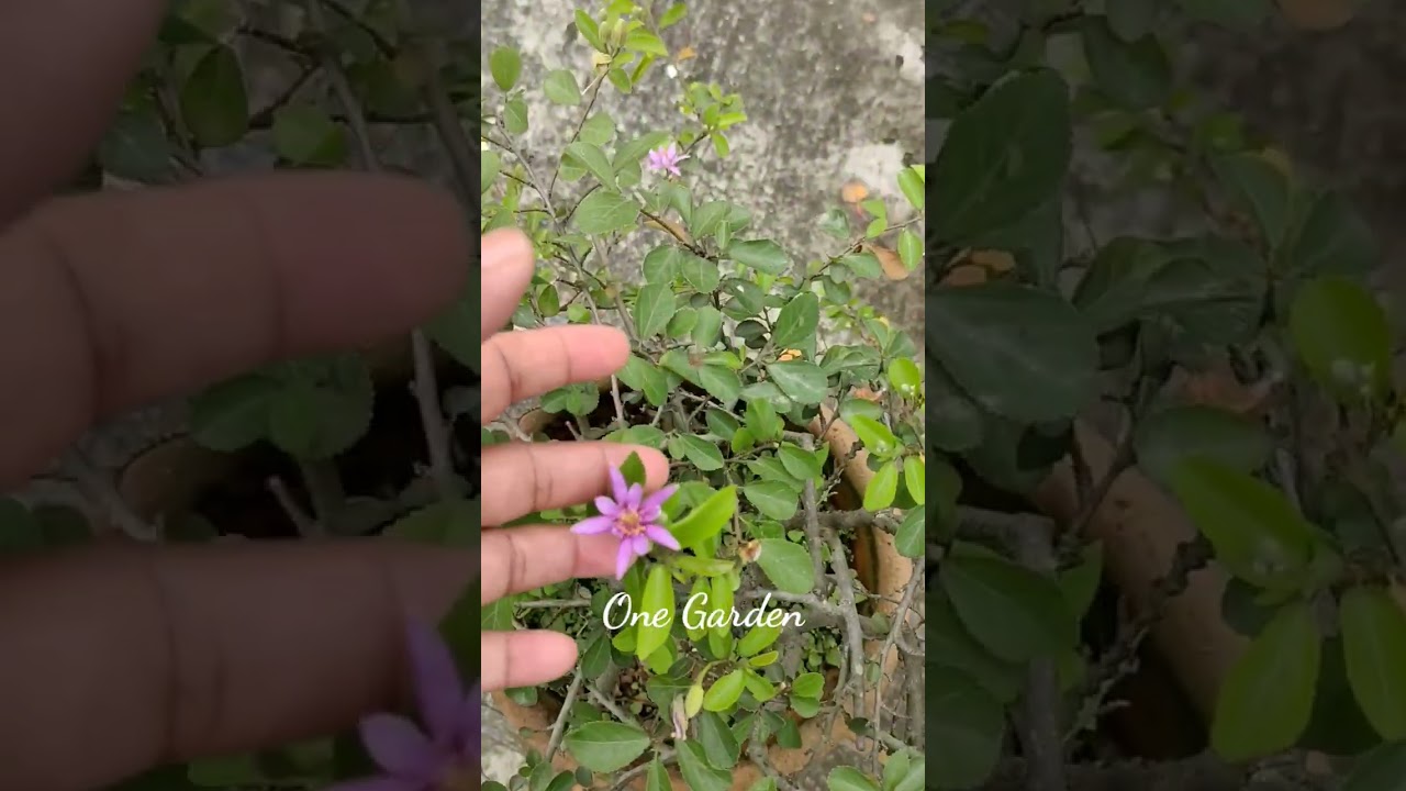 grewia occidentalis plants 