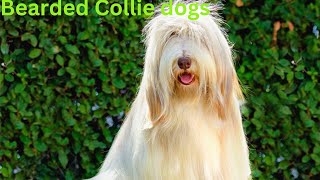 Bearded collie Dogs