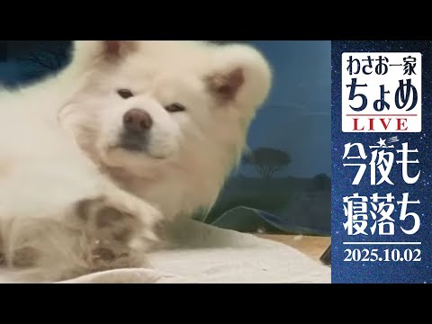 時々ぴぴぴ！って動く！ 10/02 わさお一家 ちょめ  長毛秋田犬 おやすみ配信  #wasao_official