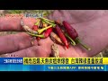 毒油查驗緩加天災病害！辣椒批發價翻倍飆漲 主廚無奈農民預告繼續漲｜三立新聞LIVE