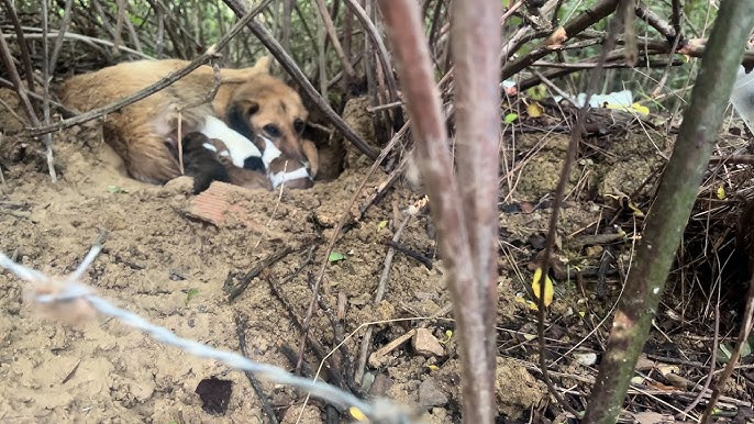 We rescued a mother dog and her puppies. She was trying to protect them  born in the bushes. - YouTube