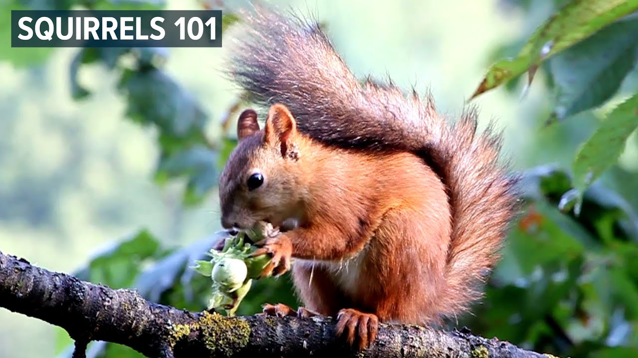 Squirrels 101