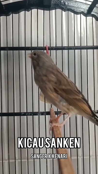 kicau burung sanken sanger x kenari #canario #canáriobelga #canariobelgacamapainha