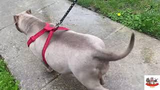 How To Tell If Your Dog is Going into Labor