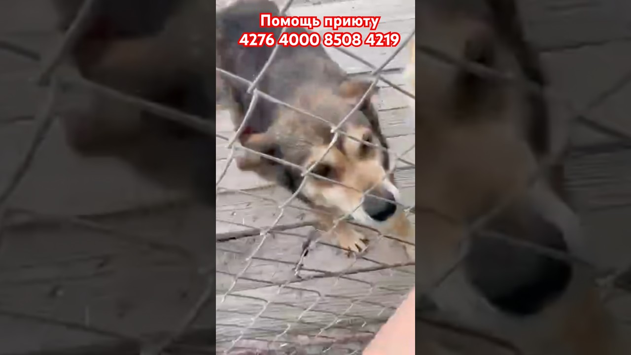 Они ждут тепла