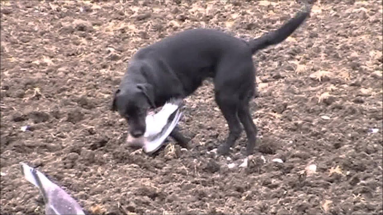 Pigeon and Crow shooting