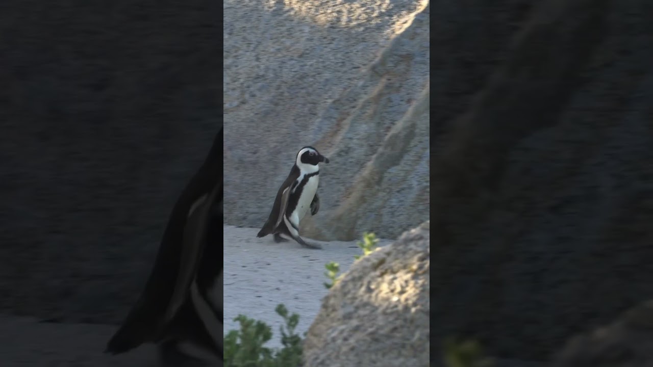 Penguin walking on a beach 