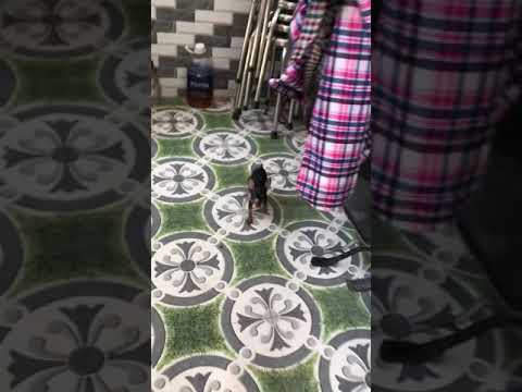 Video CHÓ PHỐC HƯƠU GIÁ HỌC SINH SINH VIÊN 0375754060 - YouTube