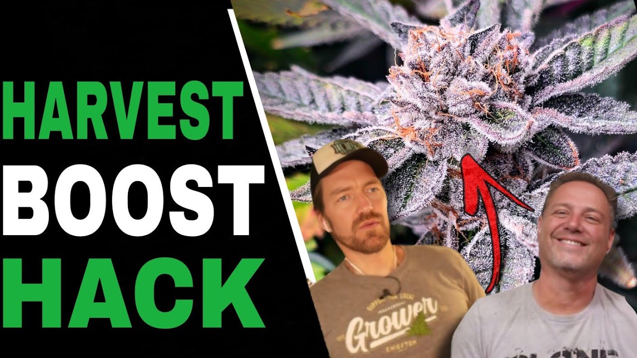 Pruning Secrets That Boost Bud Size and Yield