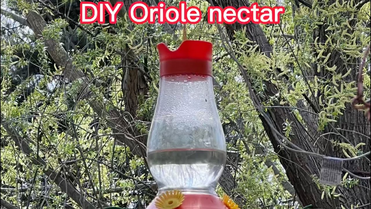 How To Make Super Easy Oriole Nectar Using Two Ingredients! YouTube
