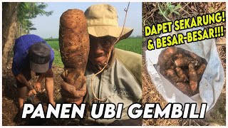 Panen Ubi Gembili Dapet Sekarung Dan Besarbesar