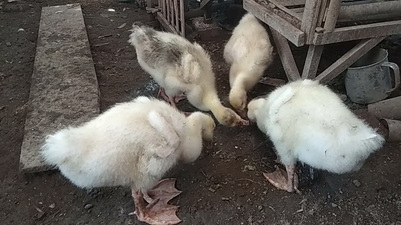 ANAK ANGSA UMUR 1 BULAN SUDAH SEBESAR INI | LUCU DAN BIKIN GEMES