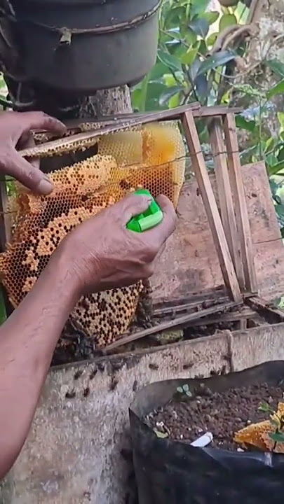 panen madu di halaman rumah dapat banyak #shorts