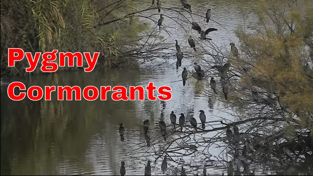 Lots of Pygmy Cormorants Gather in Hula Nature Reserve