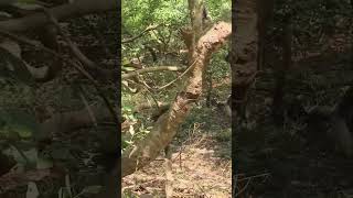 jungle main sher #trending #shorts #viral #youtube