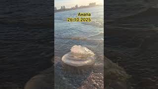 Медузка #анапа #море #медуза