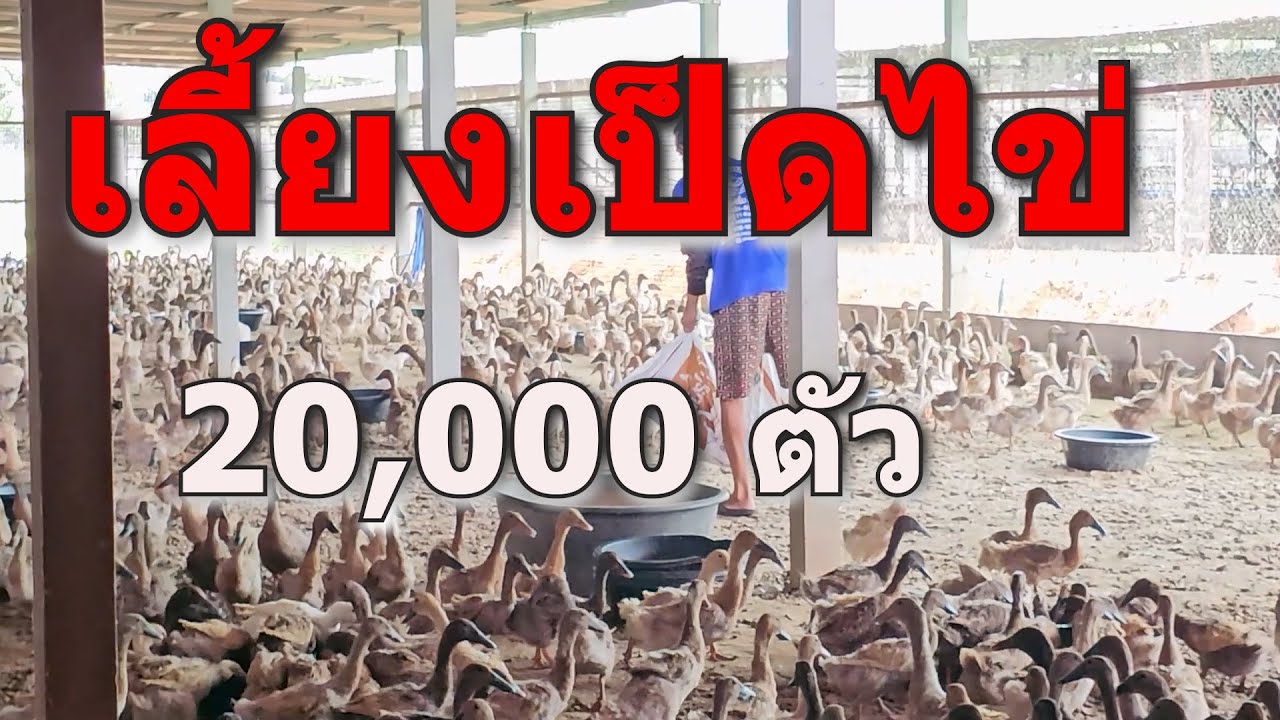 ลาออกจากงานมาเลี้ยงเป็ดไข่ จับเงินล้าน