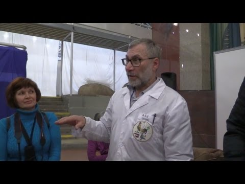 Гребни у кур. Вахрамеев А.Б. Выставка породных птиц и кроликов в Екатеринбурге Гребни у кур. Вахрамеев А.Б. Выставка породных птиц и кроликов в Екатеринбурге