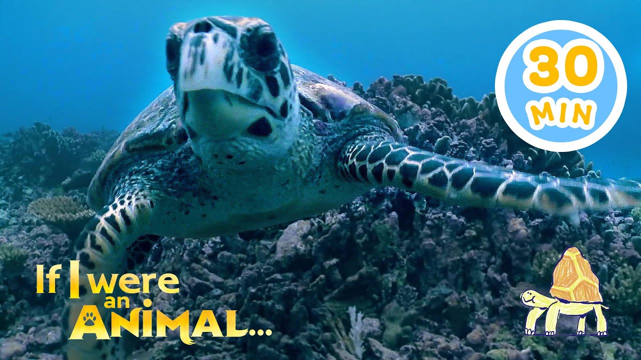 If I Were a Turtle... | Chicky's Playhouse | Kids Cartoons Collection