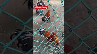 Download Lagu #tandang @sunriselovetv2605 MP3