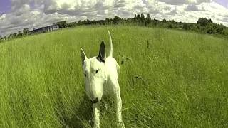 Bull Terrier In Slow Motion