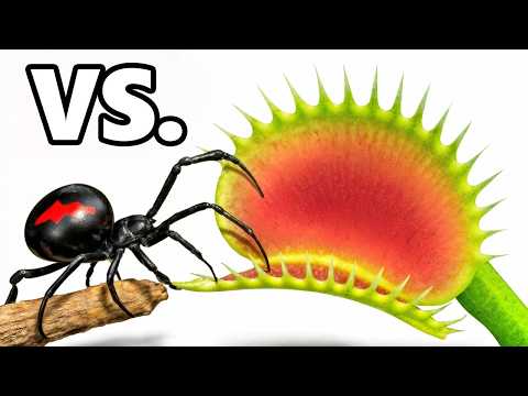Czarna Wdowa vs. Muchołówka Amerykańska