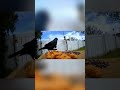 A grackle finally puffed up for me on camera! So cool! #bird #cute #birds #birdlovers #grackle