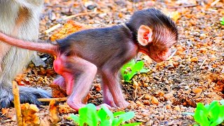 So adorable baby monkey Khaleo still needs much milk for power | Cute Wildlife Park