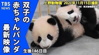 【最新映像】上野動物園　双子の赤ちゃんパンダ　ママの後追いも開始！探索行動も活発に！（１１月１５日撮影）