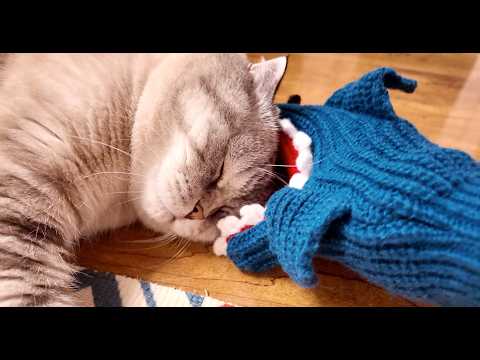 CUTE CATS & MOM! Adorable funny stories of meows: Kuma & Yuki ₍^. .^₎⟆ Fluffy vlog | Episode 77