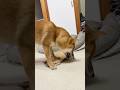 柴犬が遊んだあとの惨状　#柴犬てぃーだ #柴犬なだ #柴犬