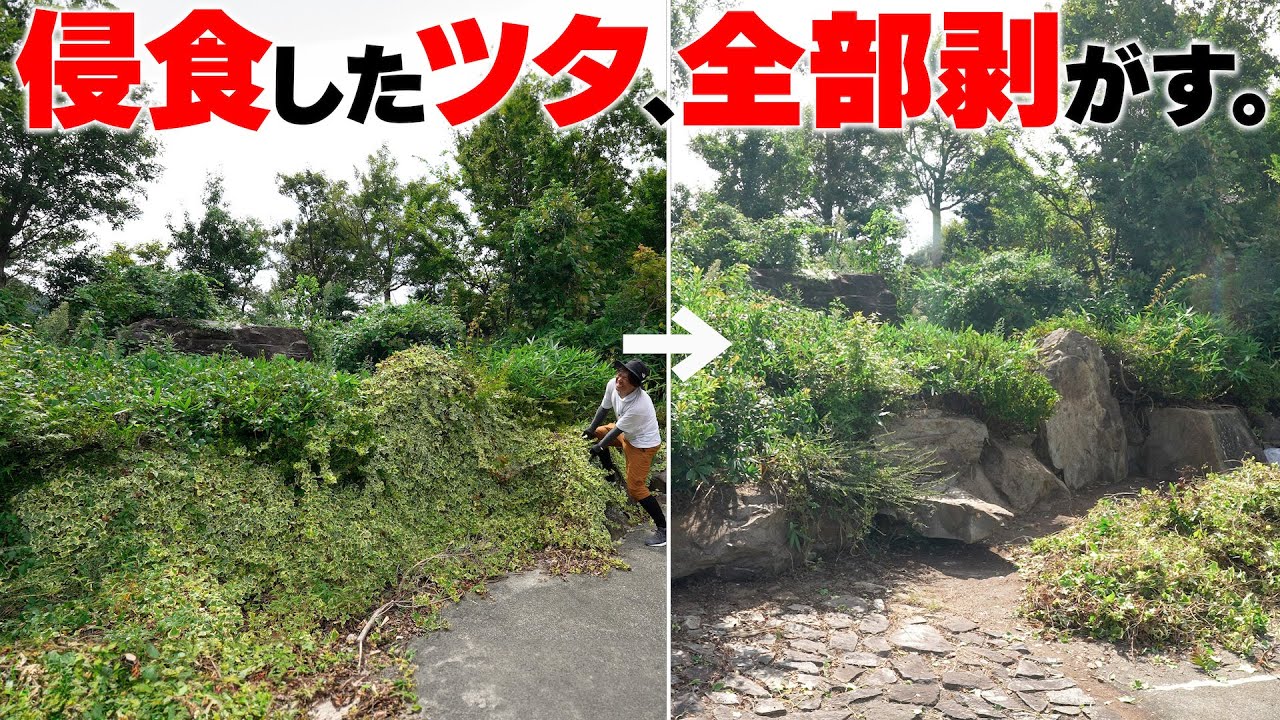 Manually removing all the ivy from the eroded courtyard [6,000m2