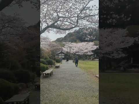 和歌山県岩出市 根来寺(Negoroji-temple)