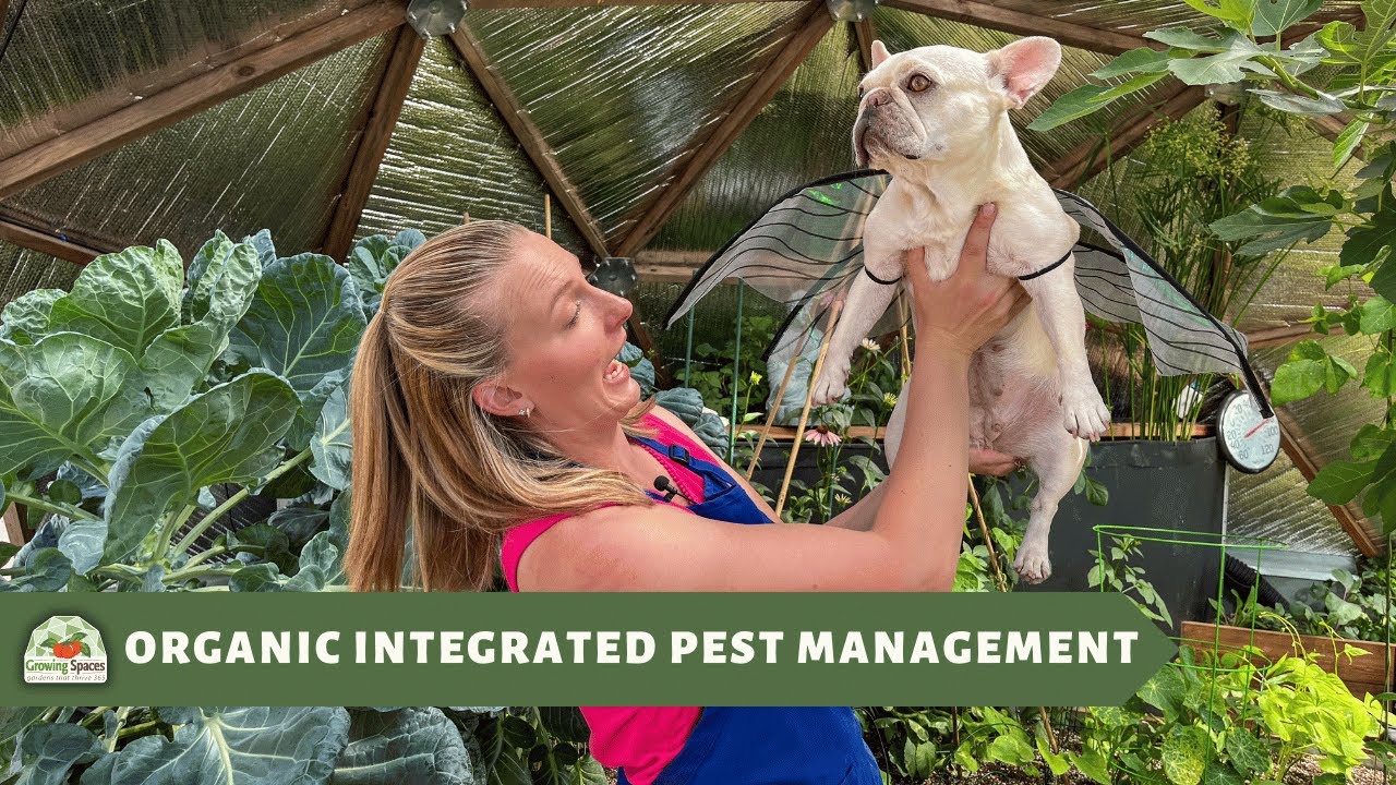 Organic Integrated Pest Management in a Greenhouse - YouTube