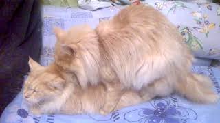 Download lagu Main coon mating Вязка мейн кунов Main coon mating Вязка мейн кунов