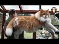 4 Ras Kucing Paling Besar di Dunia, No 3 Mirip Dengan Anak Macan Tutul