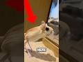 Super CUTE Animals ЁЯШН Super CUTE Animals ЁЯШН