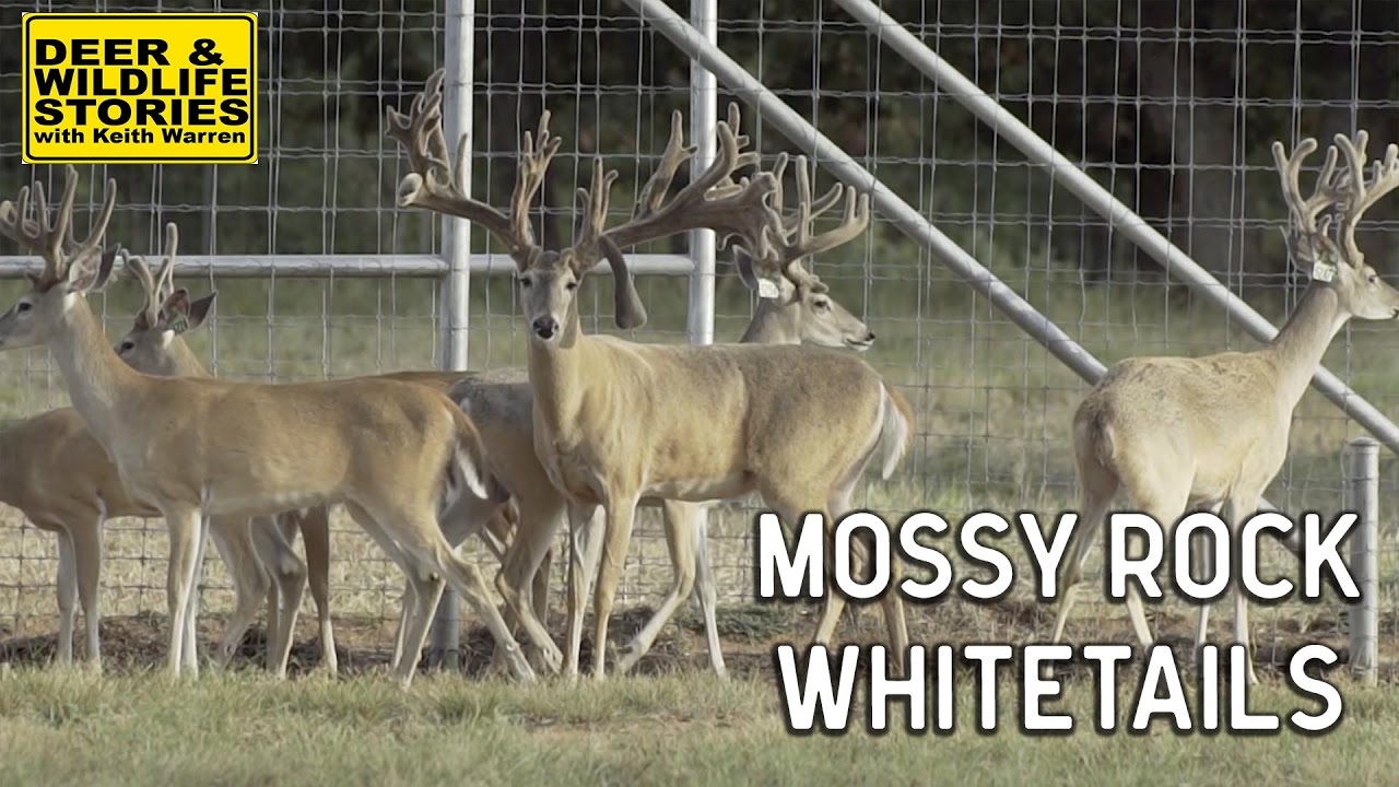 Mossy Rock Whitetails I Deer & Wildlife Stories YouTube