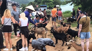 Chợ Dê Lớn Nhất Tây Bắc / Phiên Chợ Bán Toàn Hàng Lạ Trên Núi | người vùng cao tv,