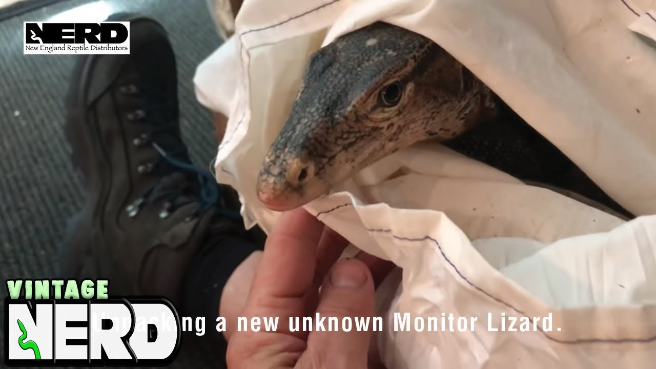Unpacking a new unknown Monitor Lizard. NERD Notes.