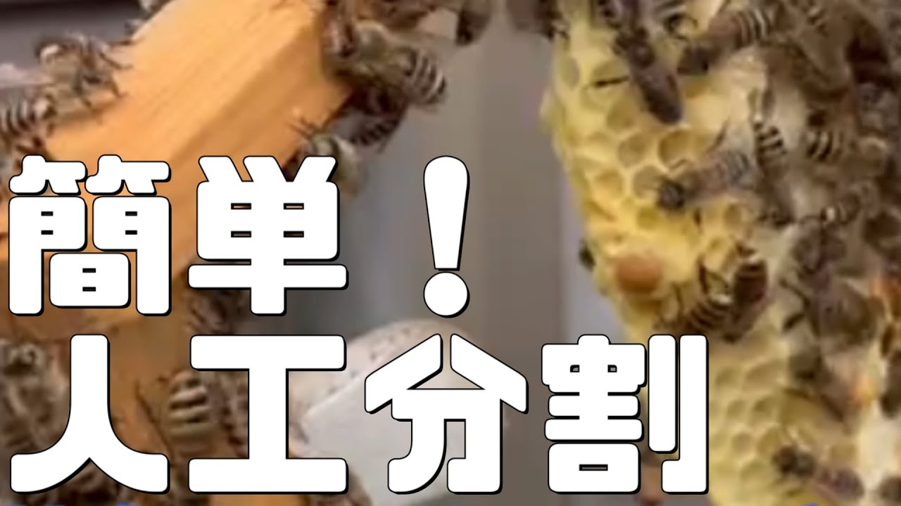 簡単！人工分割 １３分で分割完了！【日本ミツバチ庭先養蜂】【自然養蜂家】【か式養蜂】【庭先養蜂】【週末養蜂】